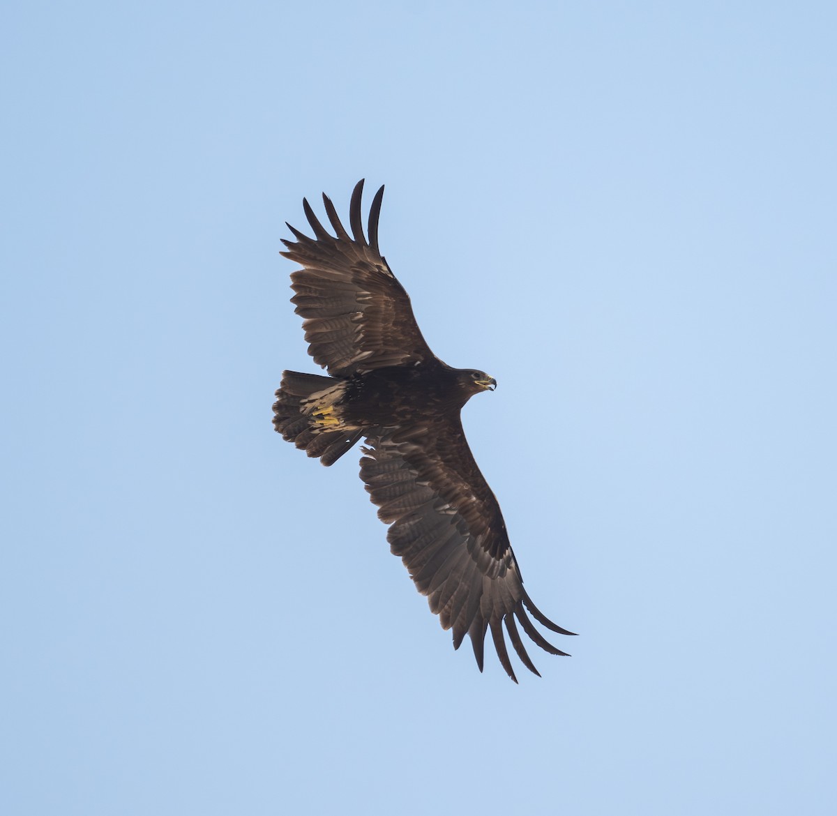 Greater Spotted Eagle - ML645727666