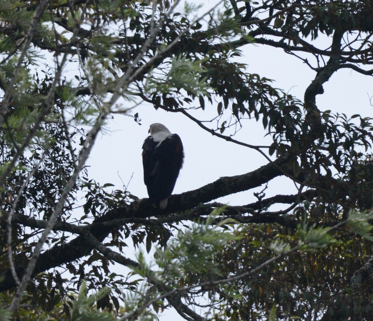 African Fish-Eagle - ML645727670