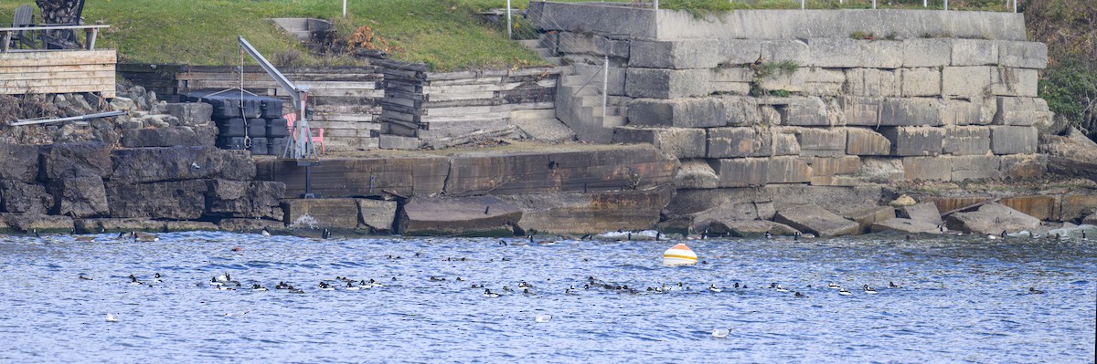 Common Goldeneye - ML645727672