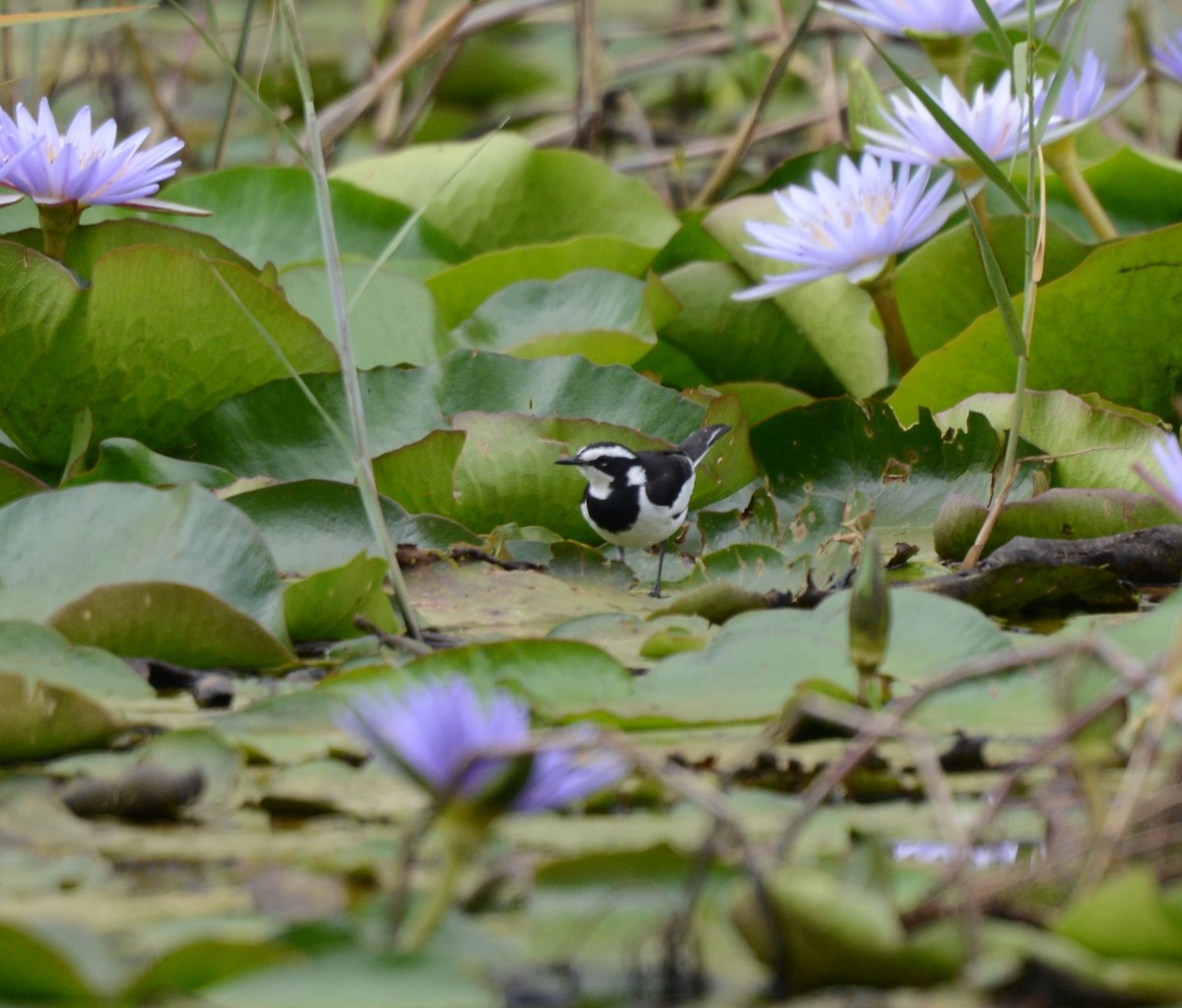 African Pied Wagtail - ML645727681