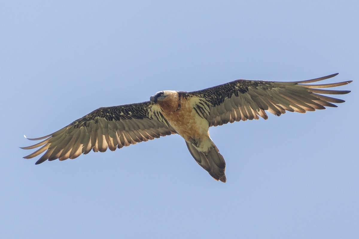 orlosup bradatý - ML645727683