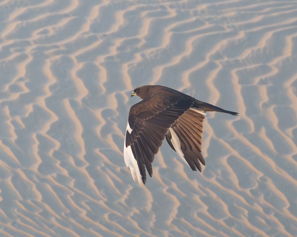 Western Marsh Harrier - ML645727688
