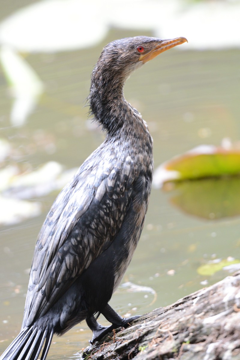 kormorán dlouhoocasý - ML645727689