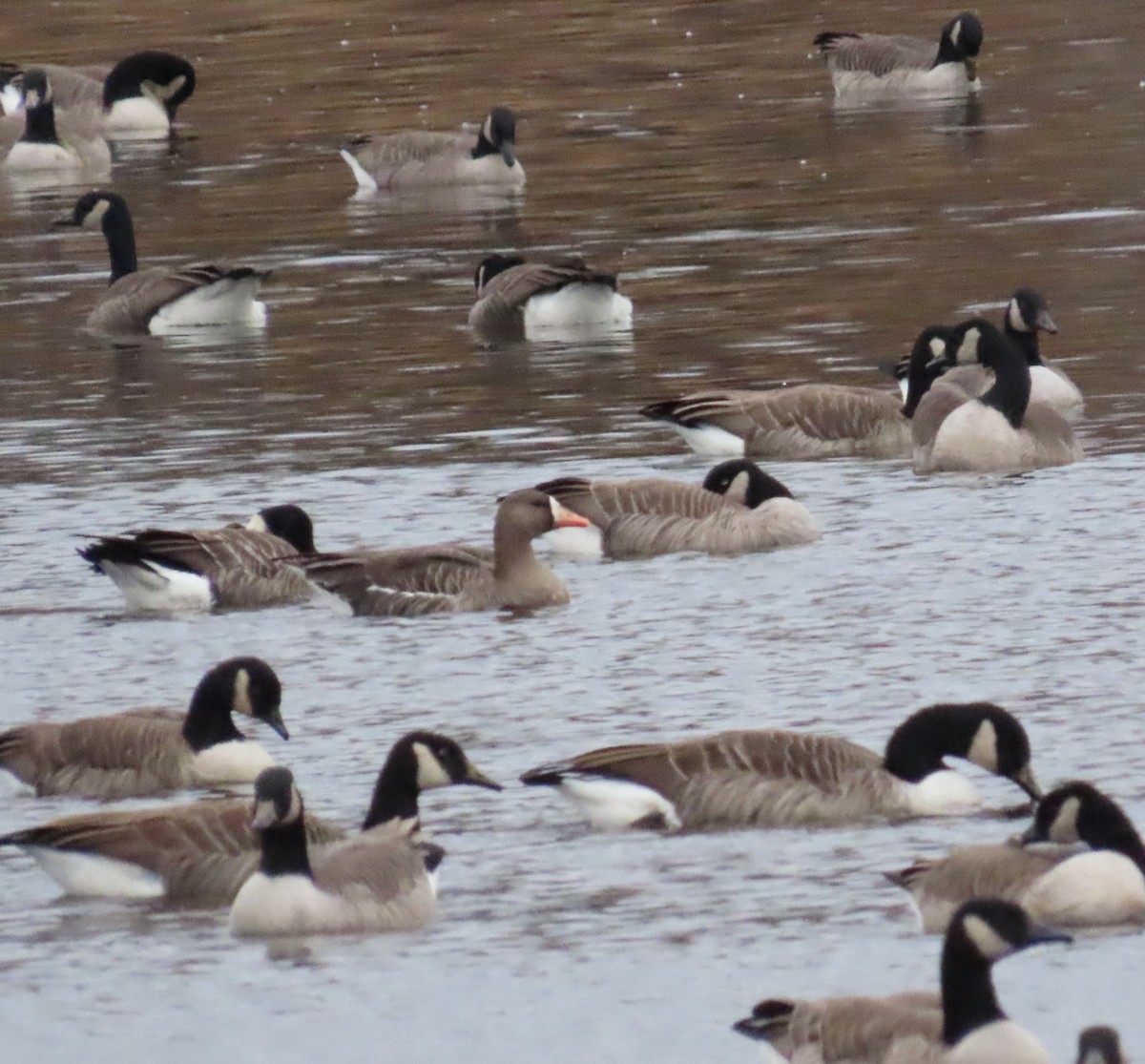 Greater White-fronted Goose - ML645727694