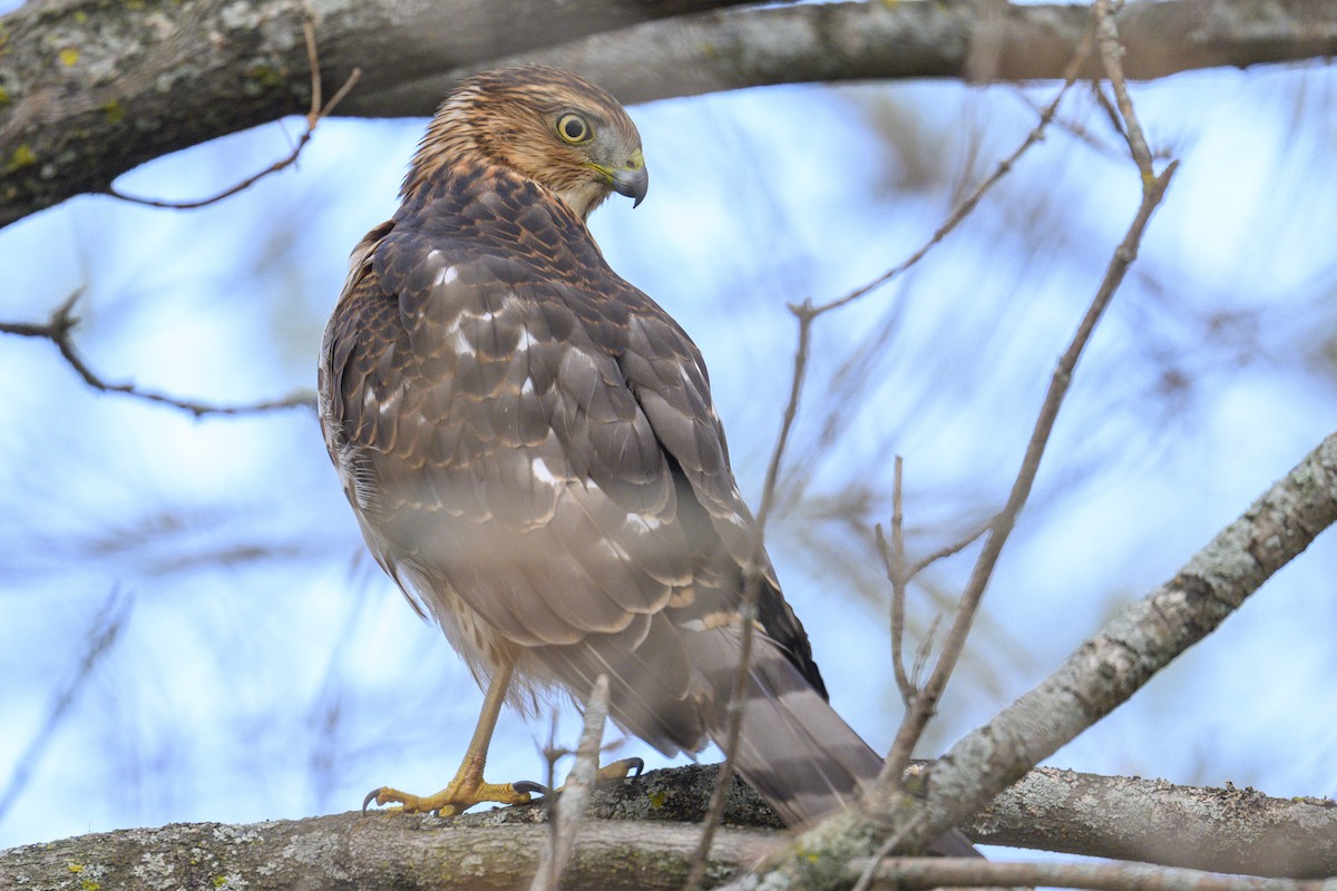 Cooper's Hawk - ML645727696