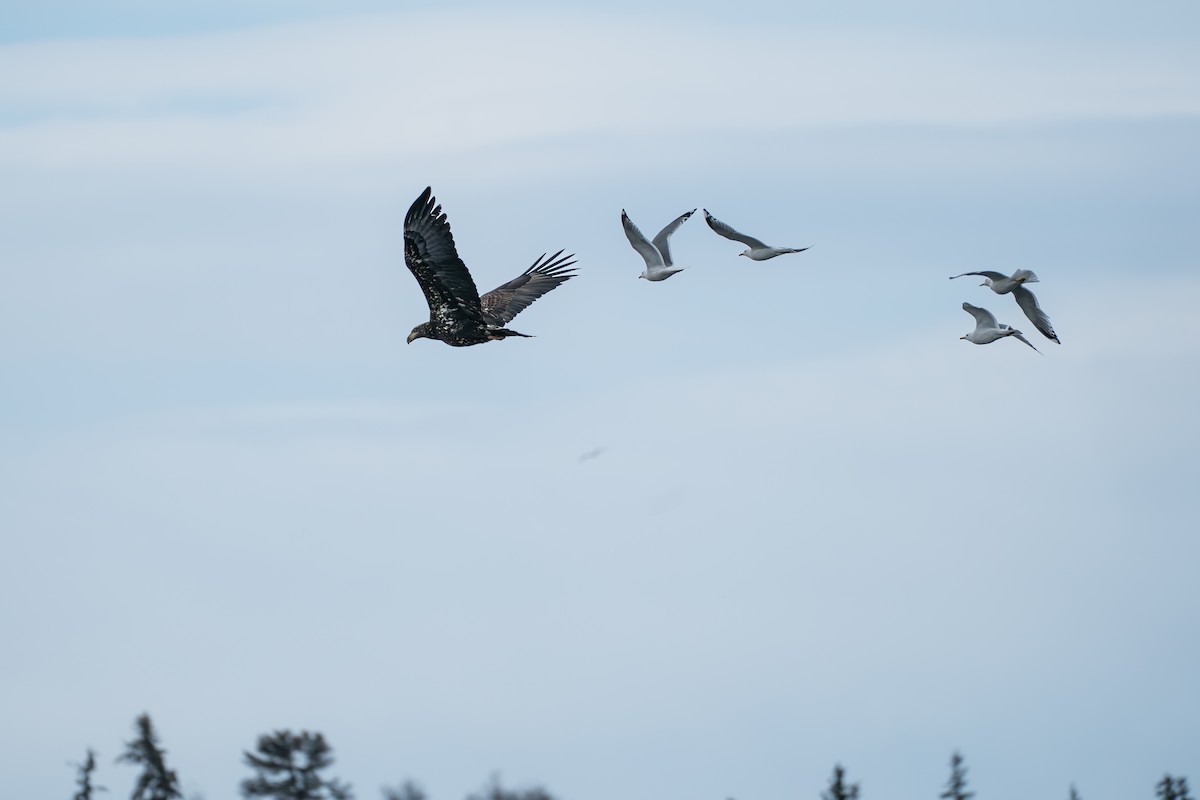 Bald Eagle - ML645727699