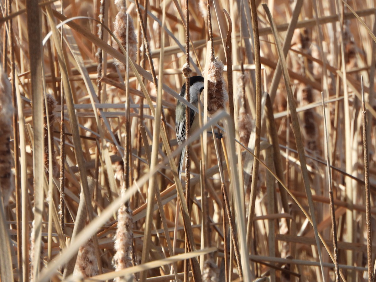 Black-capped Chickadee - ML645727701