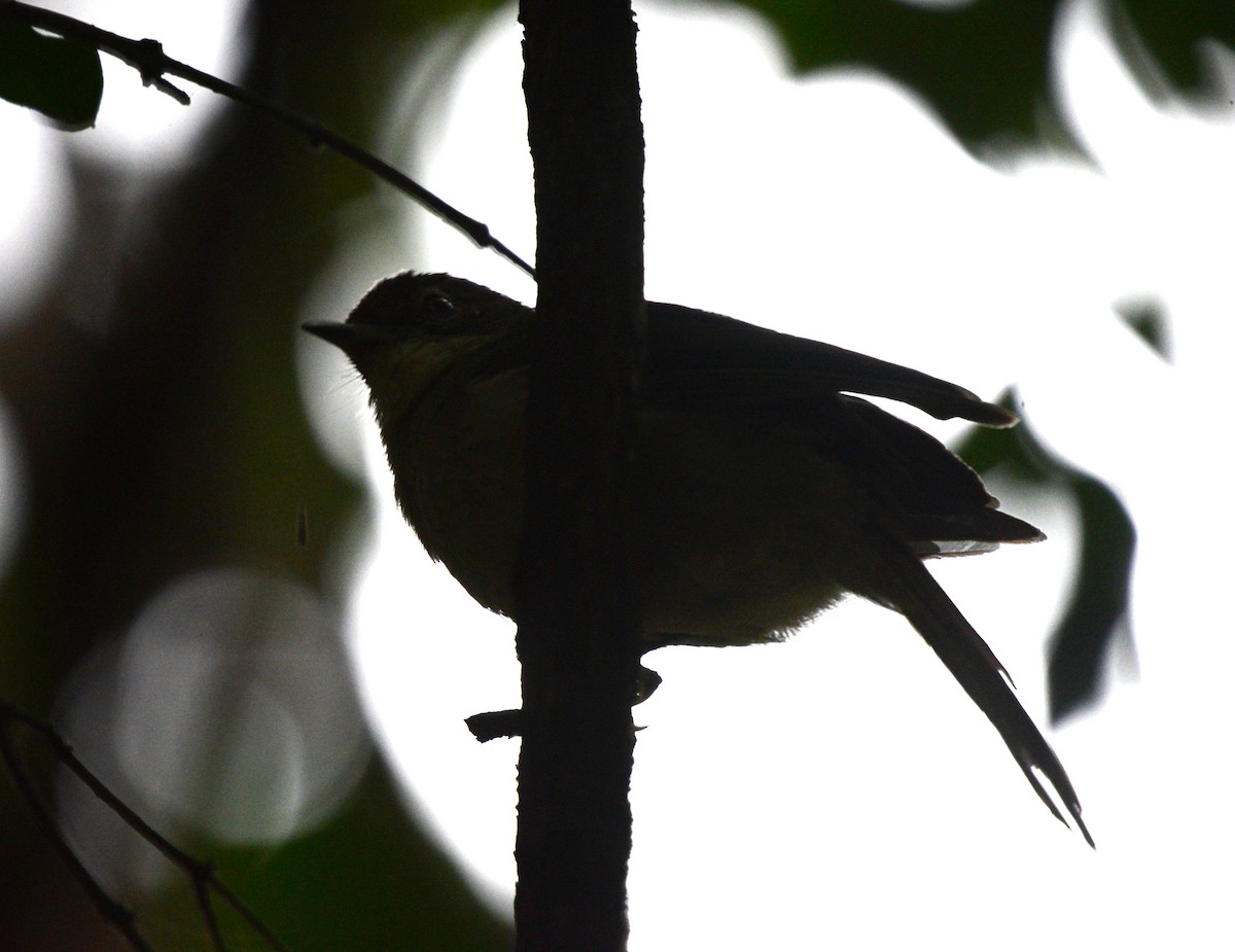 Cabanis's Greenbul - ML645727705