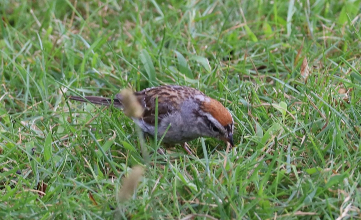 Chipping Sparrow - ML645727708