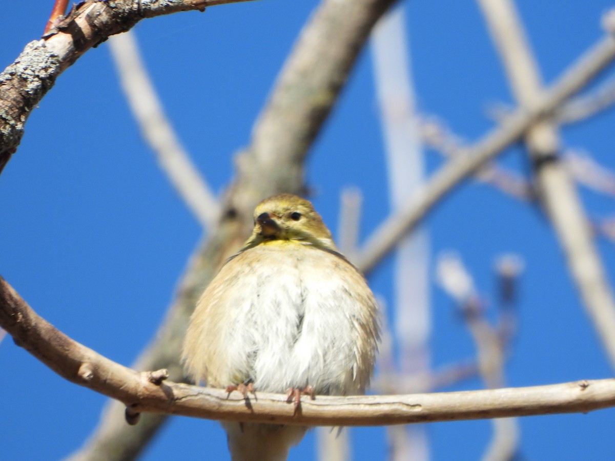 American Goldfinch - ML645727712