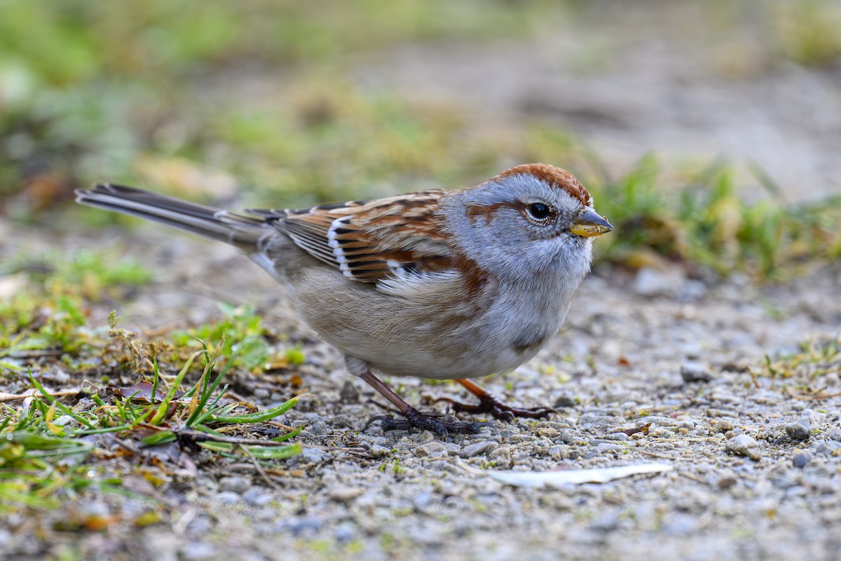 American Tree Sparrow - ML645727719