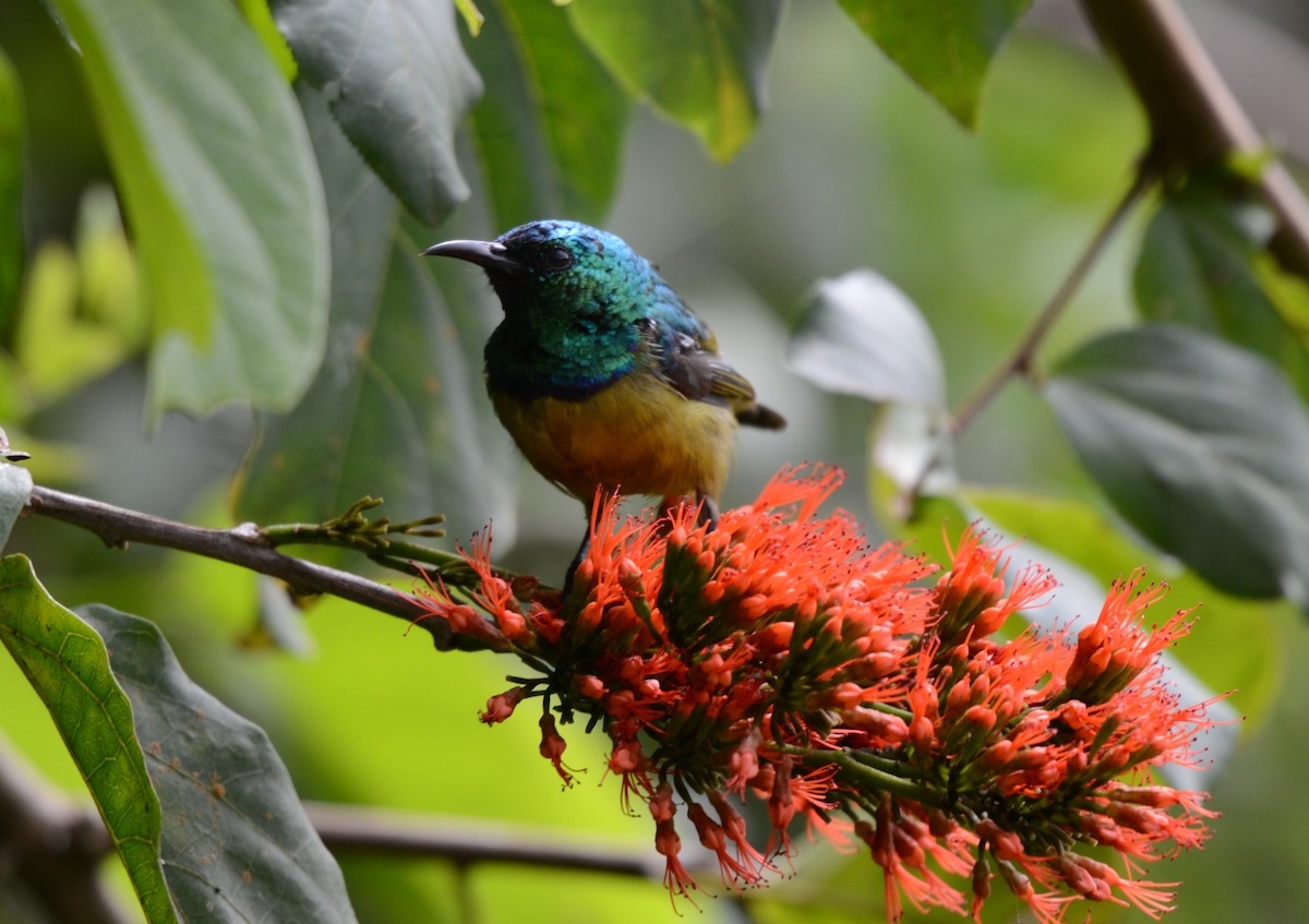 Collared Sunbird - ML645727724
