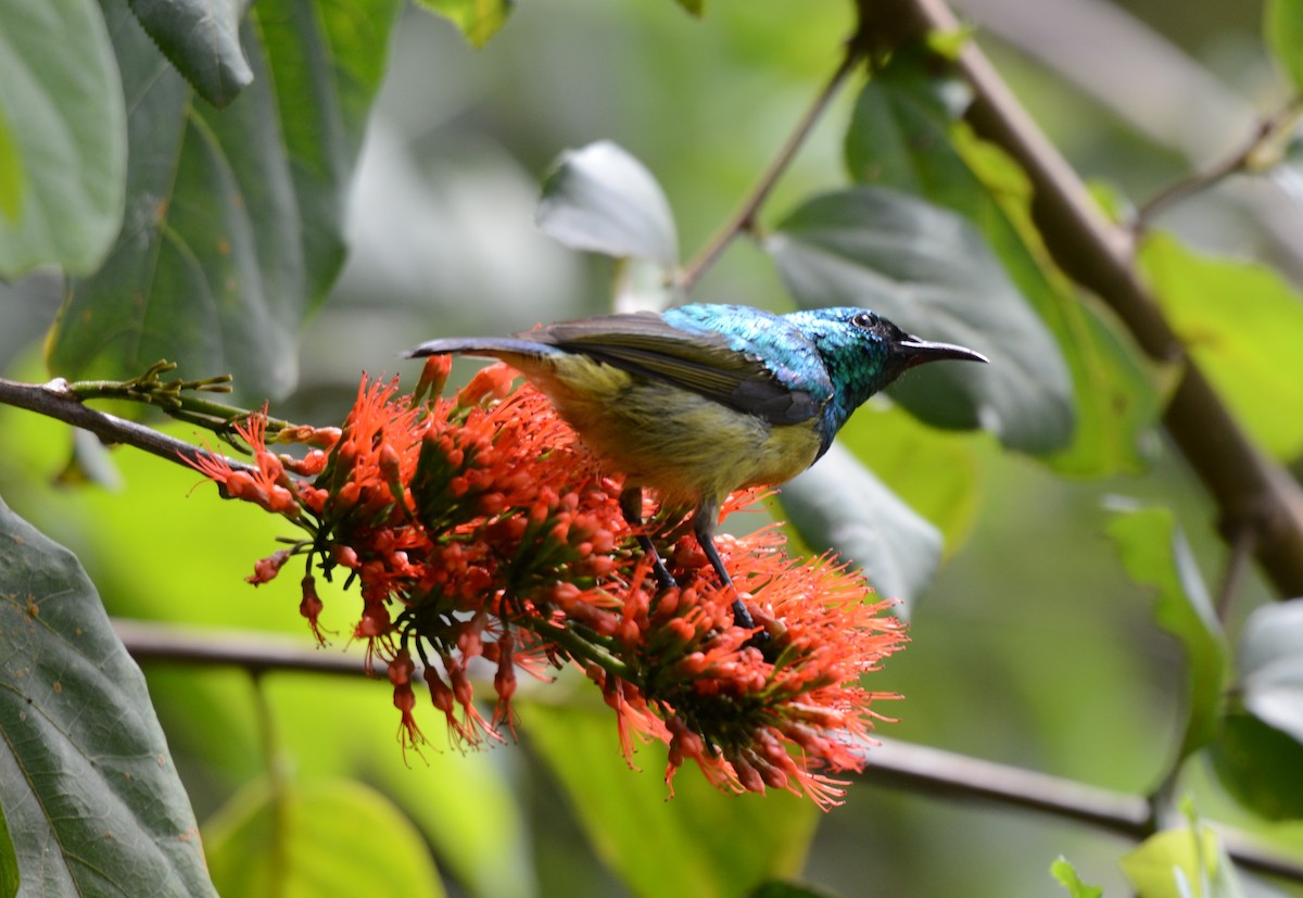 Collared Sunbird - ML645727725