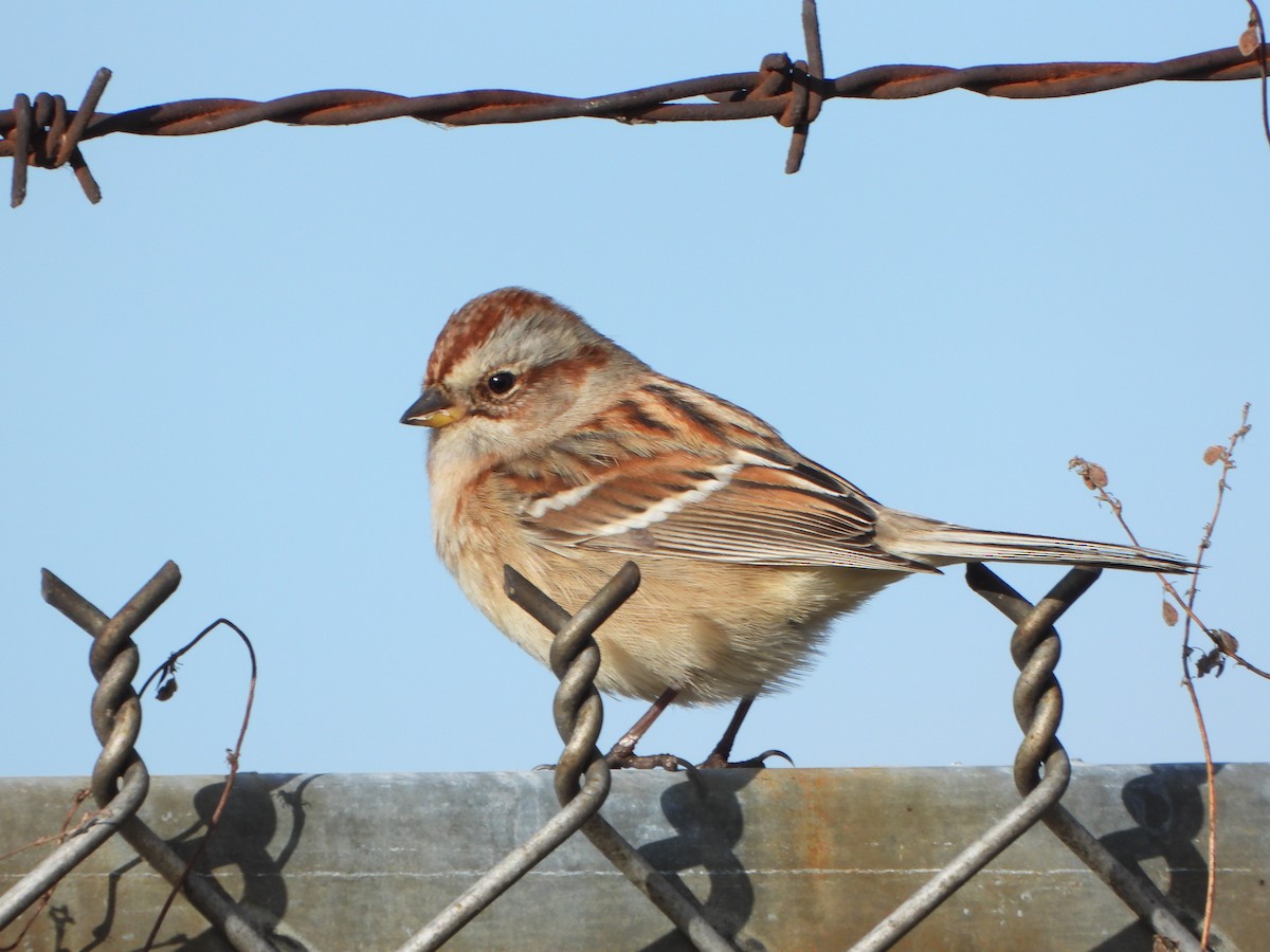 American Tree Sparrow - ML645727729