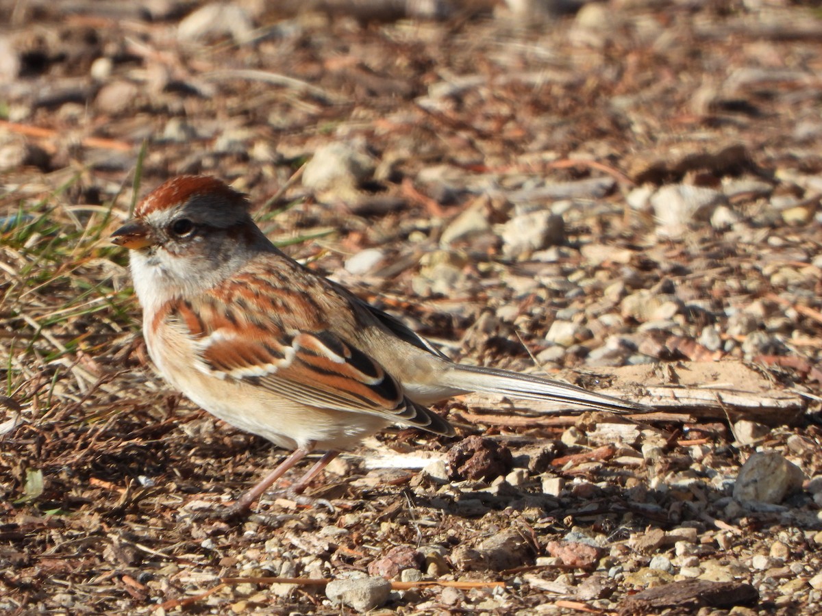 American Tree Sparrow - ML645727737