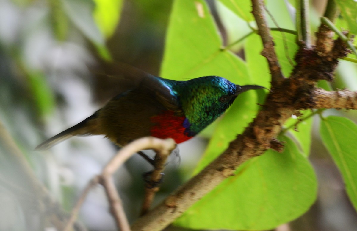 Northern Double-collared Sunbird - ML645727741