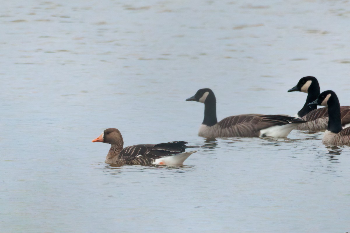 Белолобый гусь - ML645727742