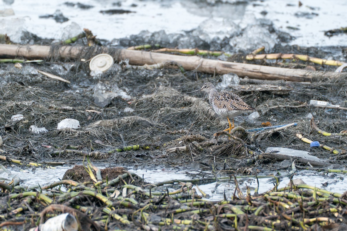 Greater Yellowlegs - ML645727744