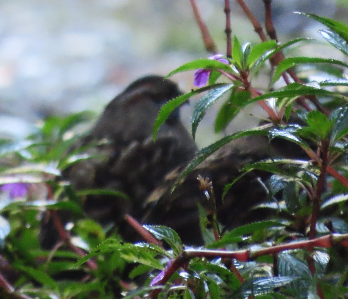 křepel skvrnitý - ML645727748