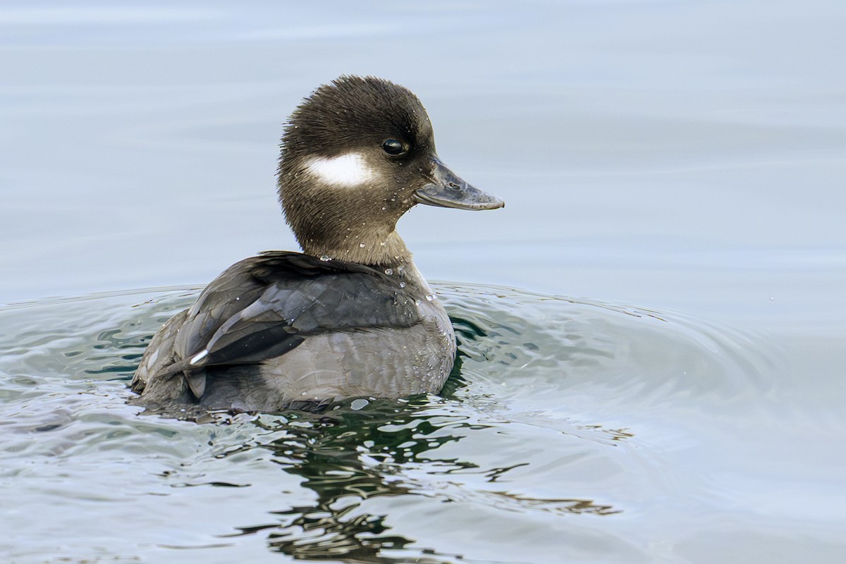 Bufflehead - ML645727749