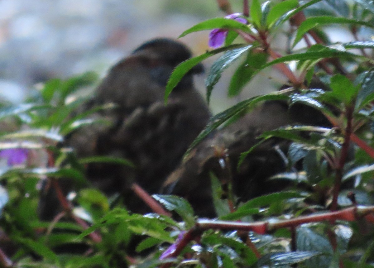 křepel skvrnitý - ML645727750