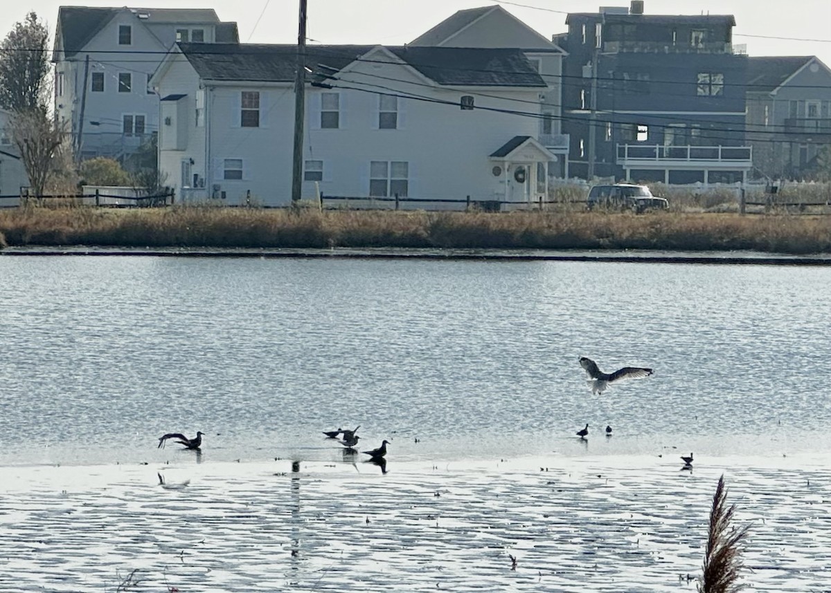 Greater Yellowlegs - ML645727763