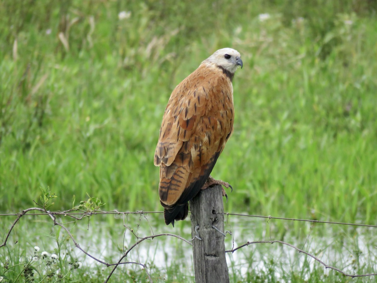 Black-collared Hawk - ML645727765