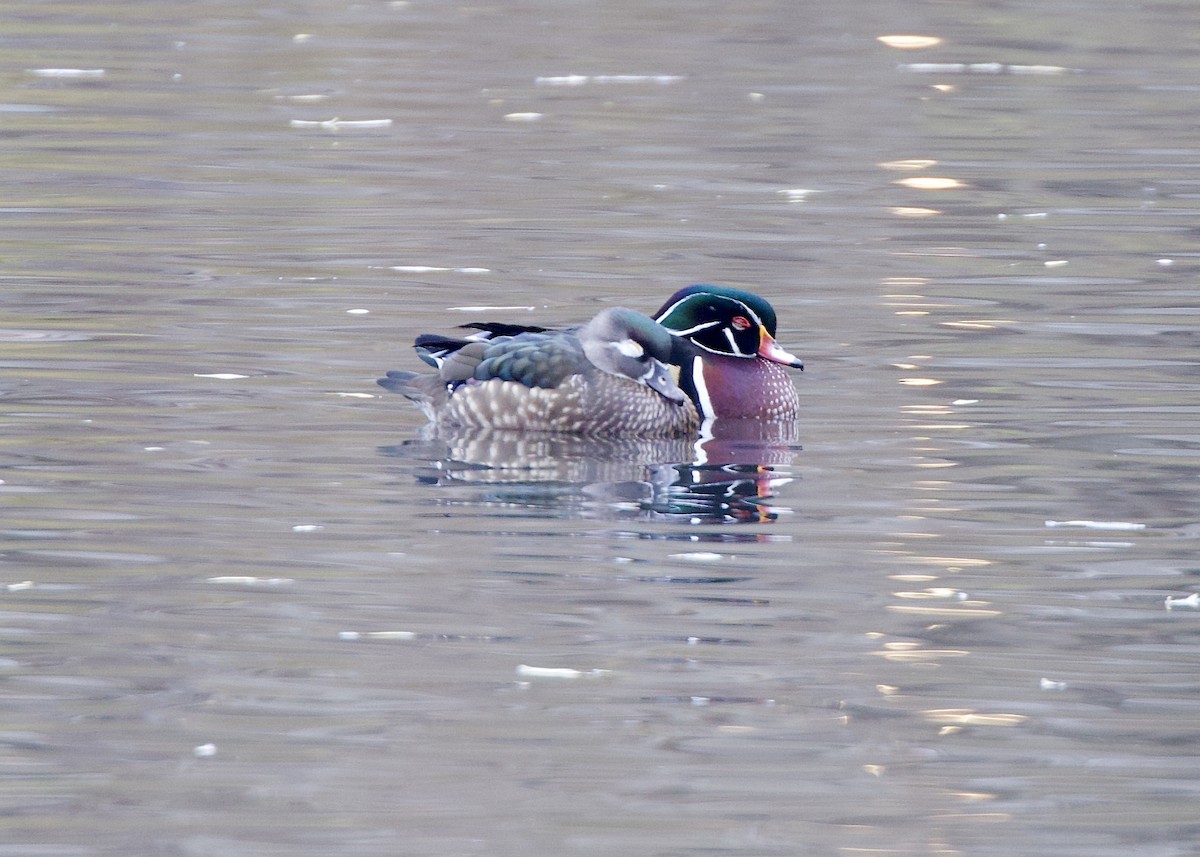 Wood Duck - ML645727766