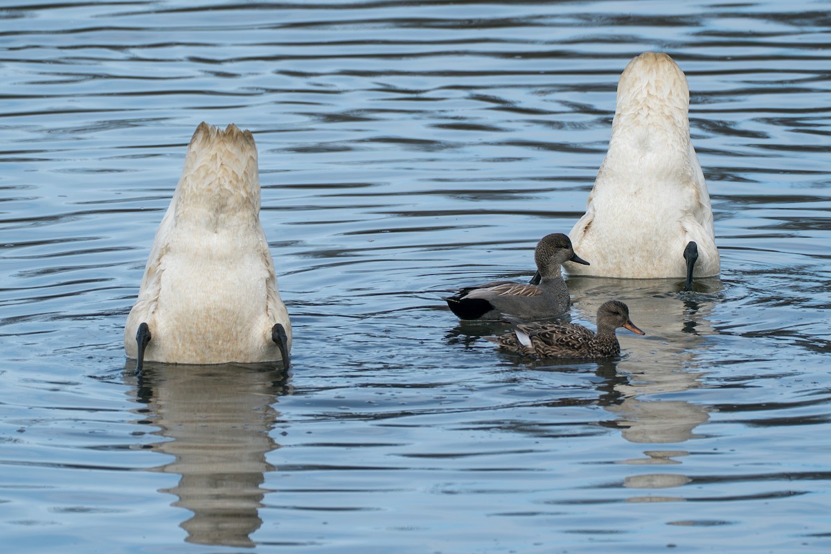 Gadwall - ML645727774