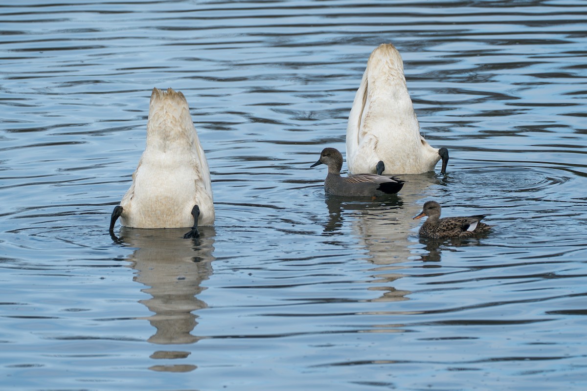 Gadwall - ML645727775