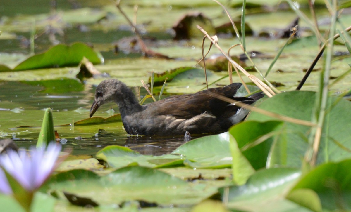 Eurasian Moorhen - ML645727779