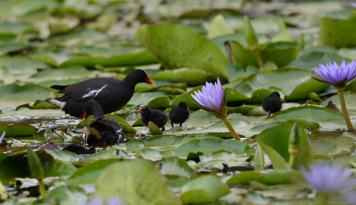Eurasian Moorhen - ML645727780