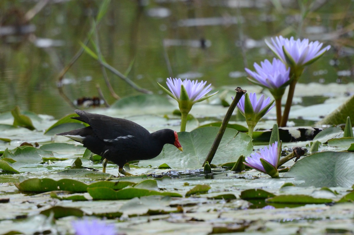 Eurasian Moorhen - ML645727781