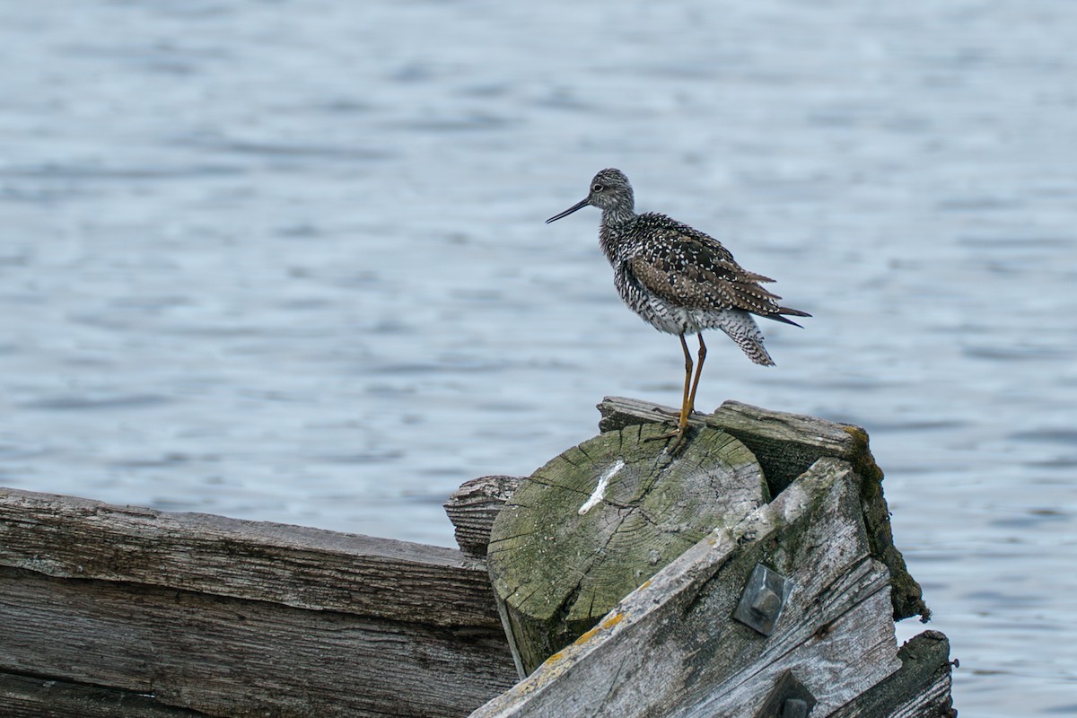 Greater Yellowlegs - ML645727782