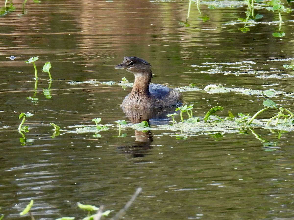Pied-billed Grebe - ML645727786