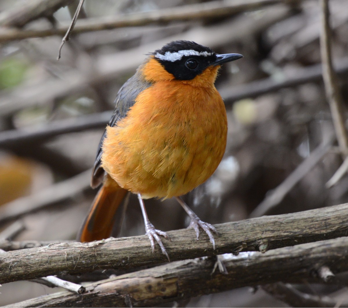 Rüppell's Robin-Chat - ML645727797