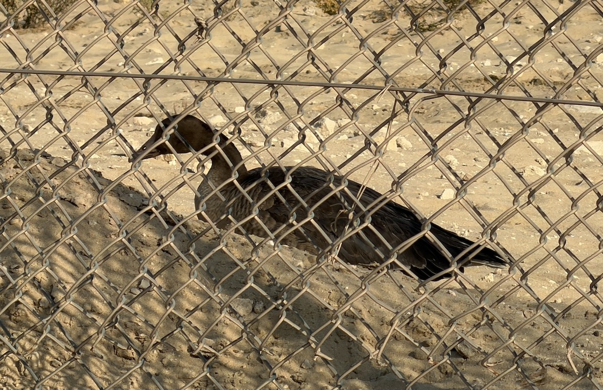 Greater White-fronted Goose - ML645727801