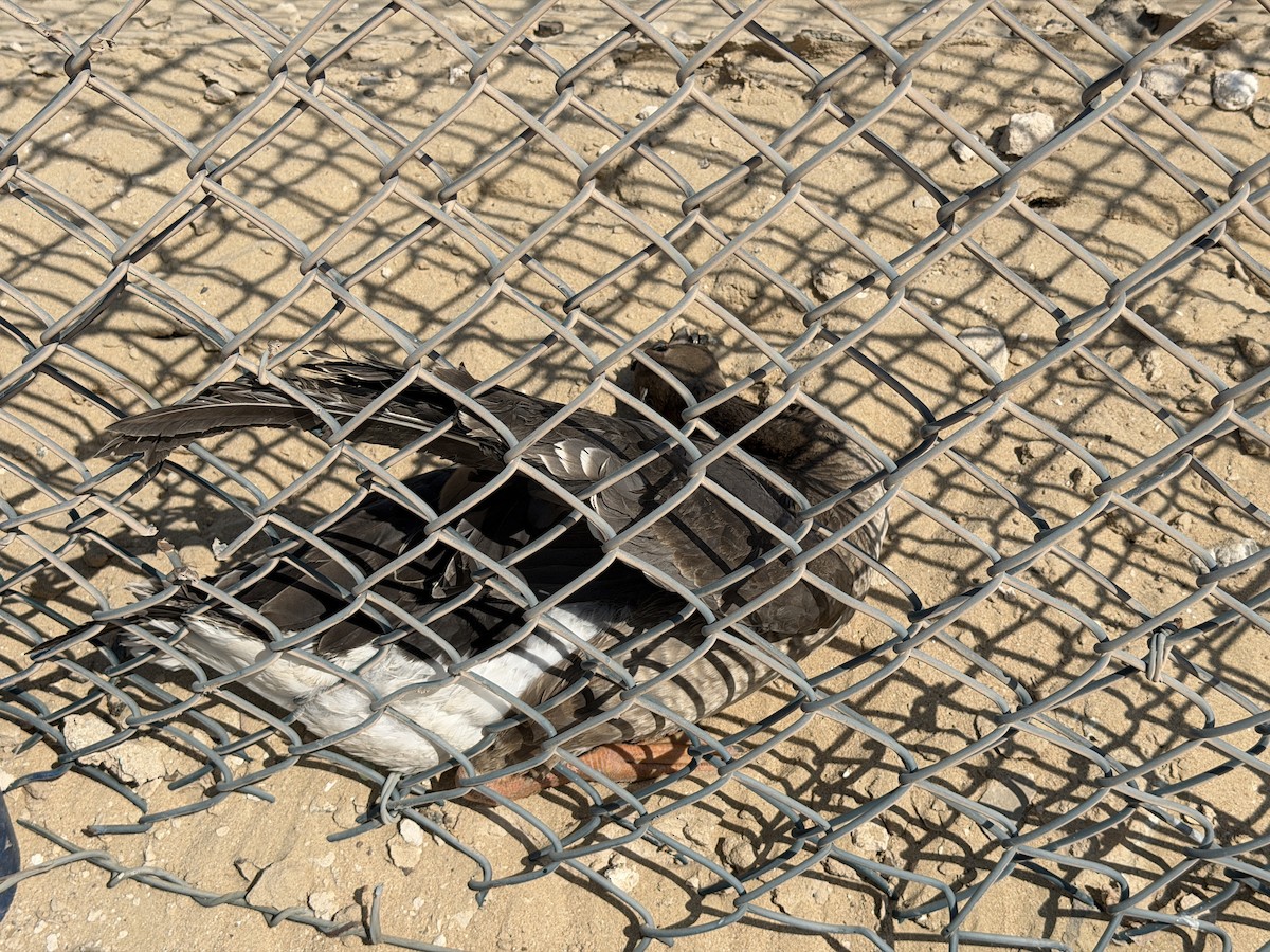 Greater White-fronted Goose - ML645727802