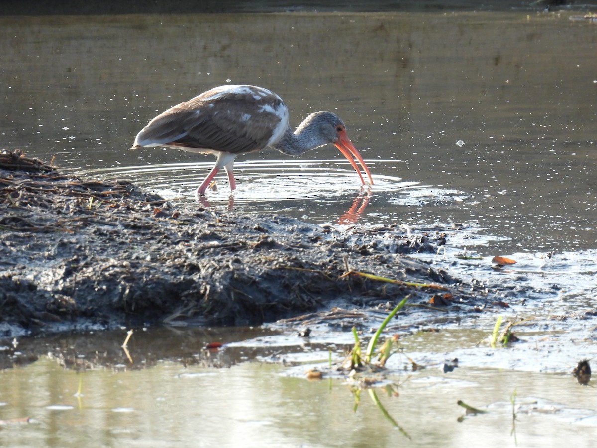White Ibis - ML645727803