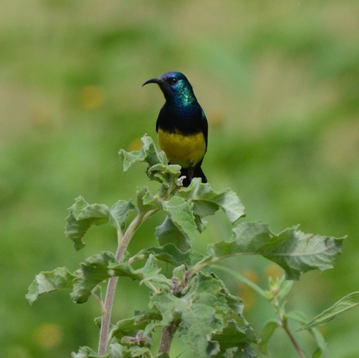 Variable Sunbird - ML645727807