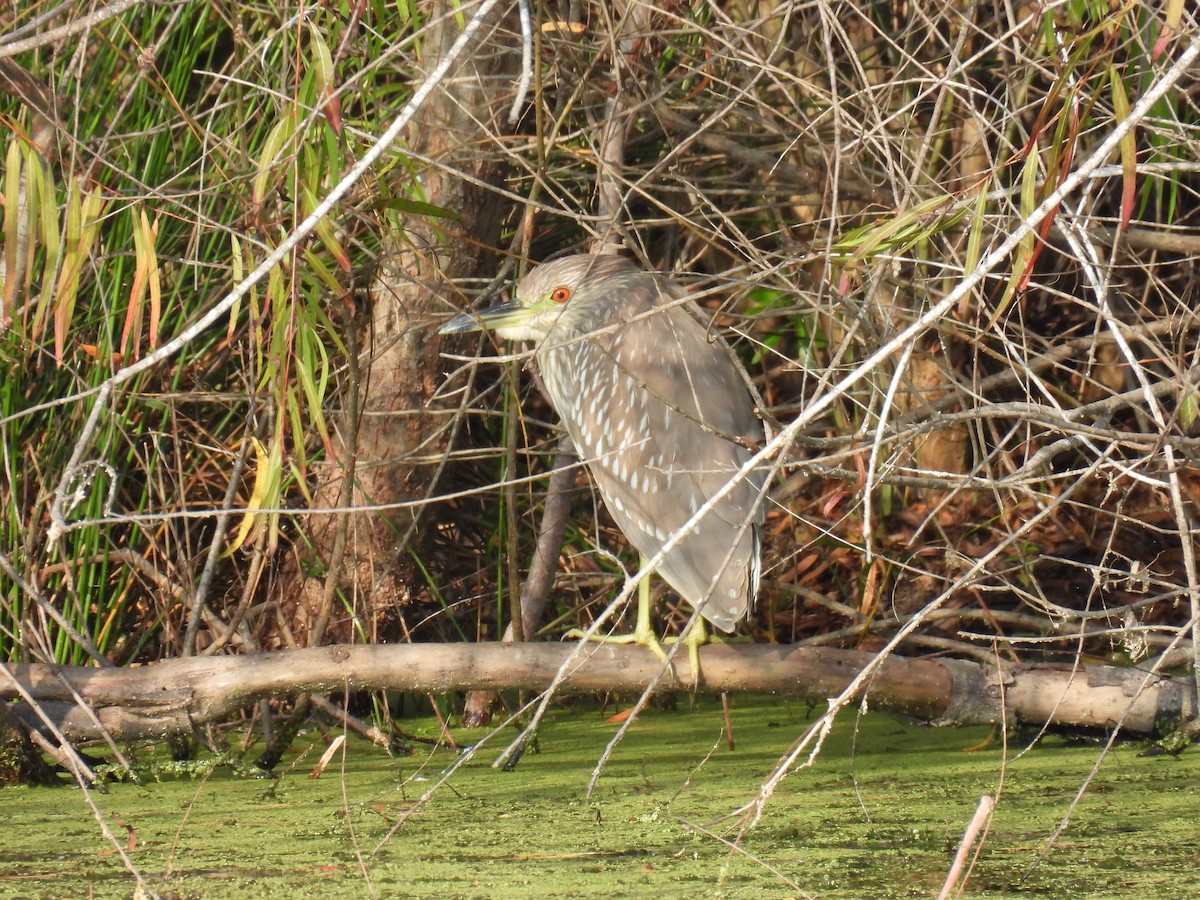 Black-crowned Night Heron - ML645727808