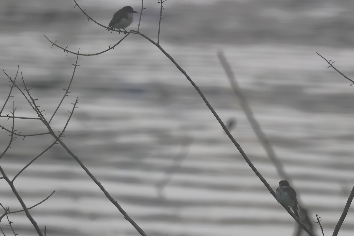 Tyran tritri - ML645727809