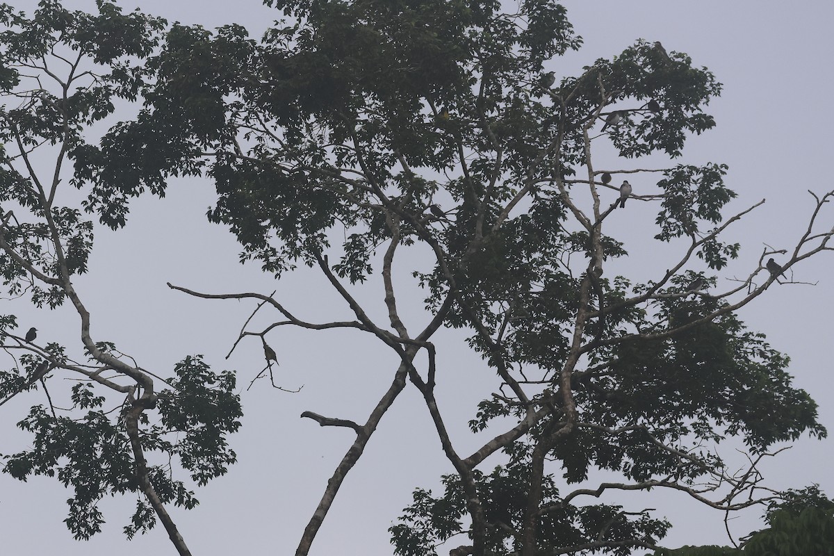 Tyran tritri - ML645727810