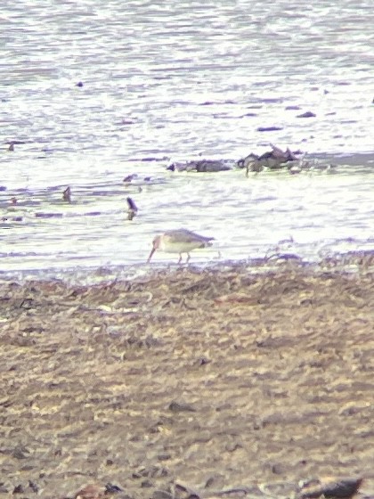 Dunlin - ML645727812