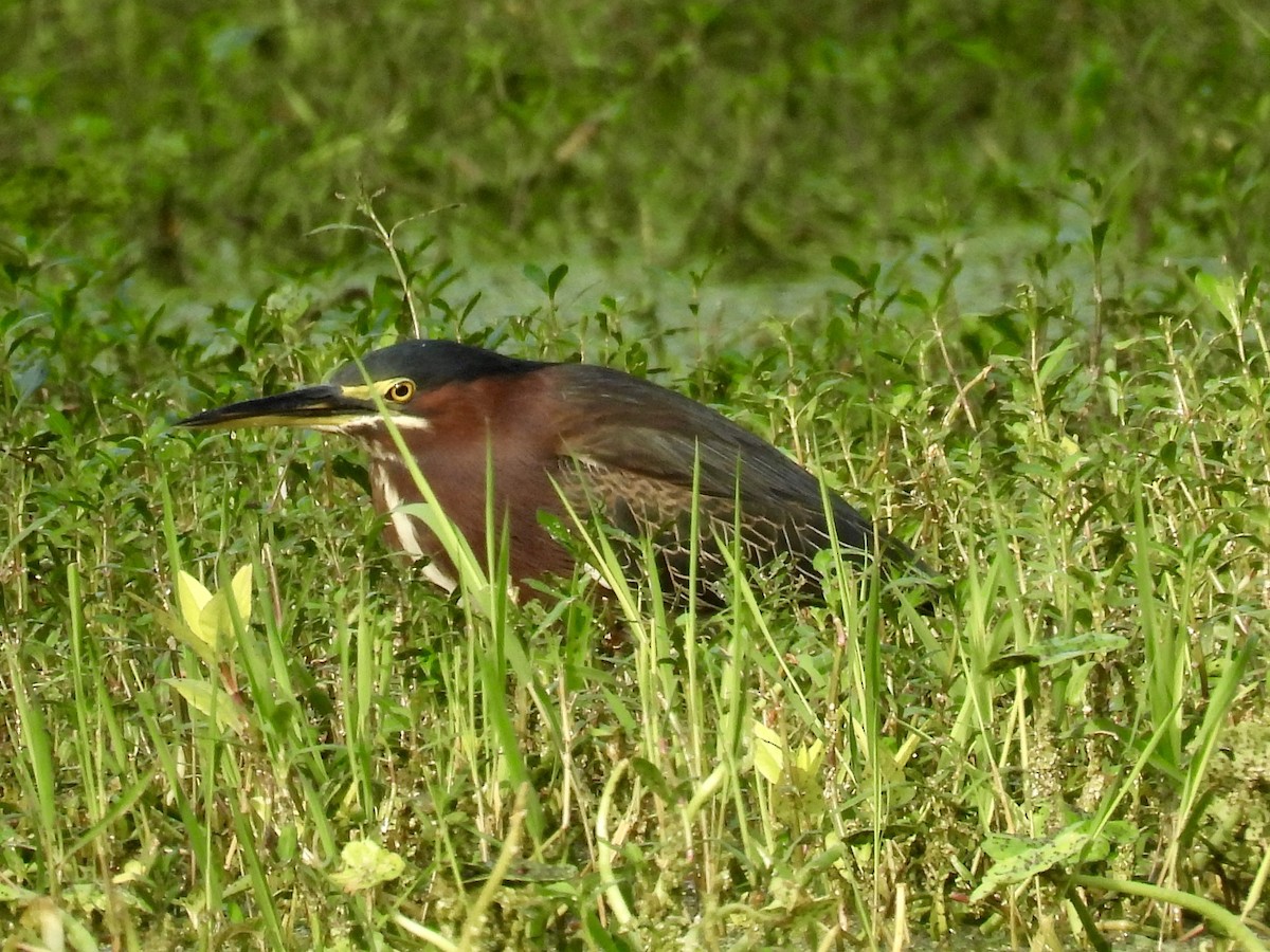 Green Heron - ML645727814