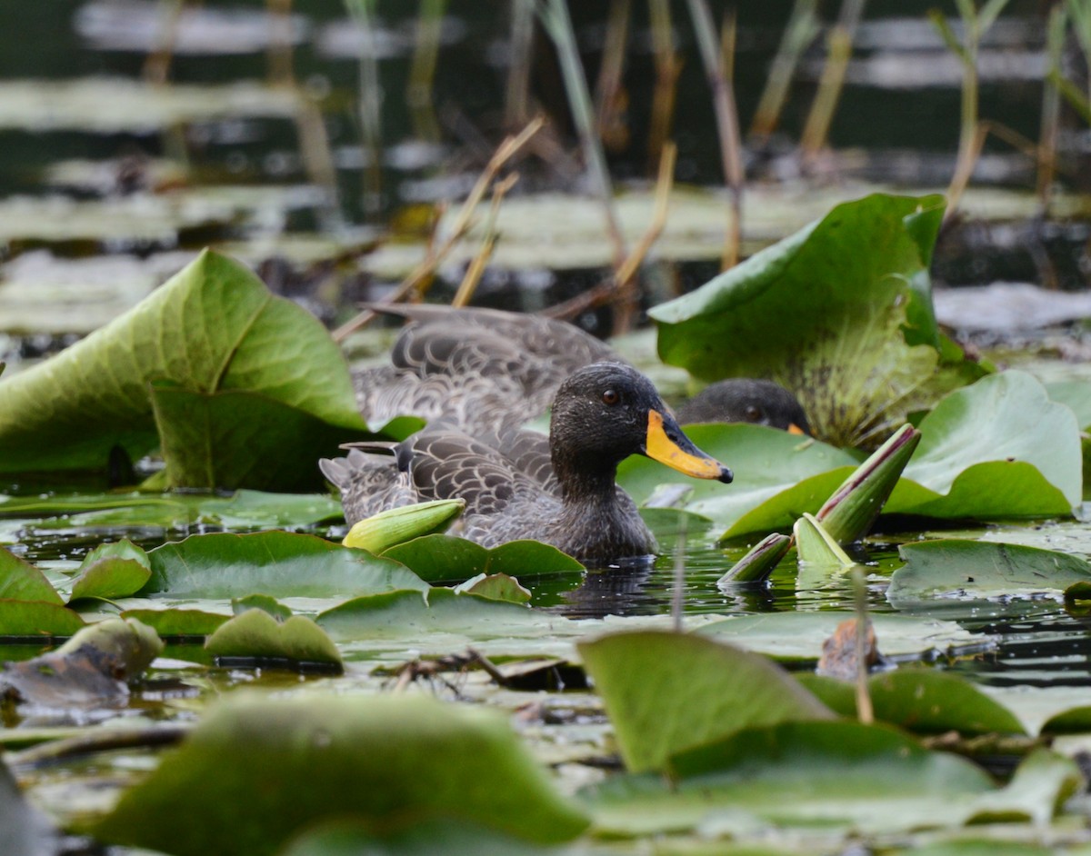 Yellow-billed Duck - ML645727819