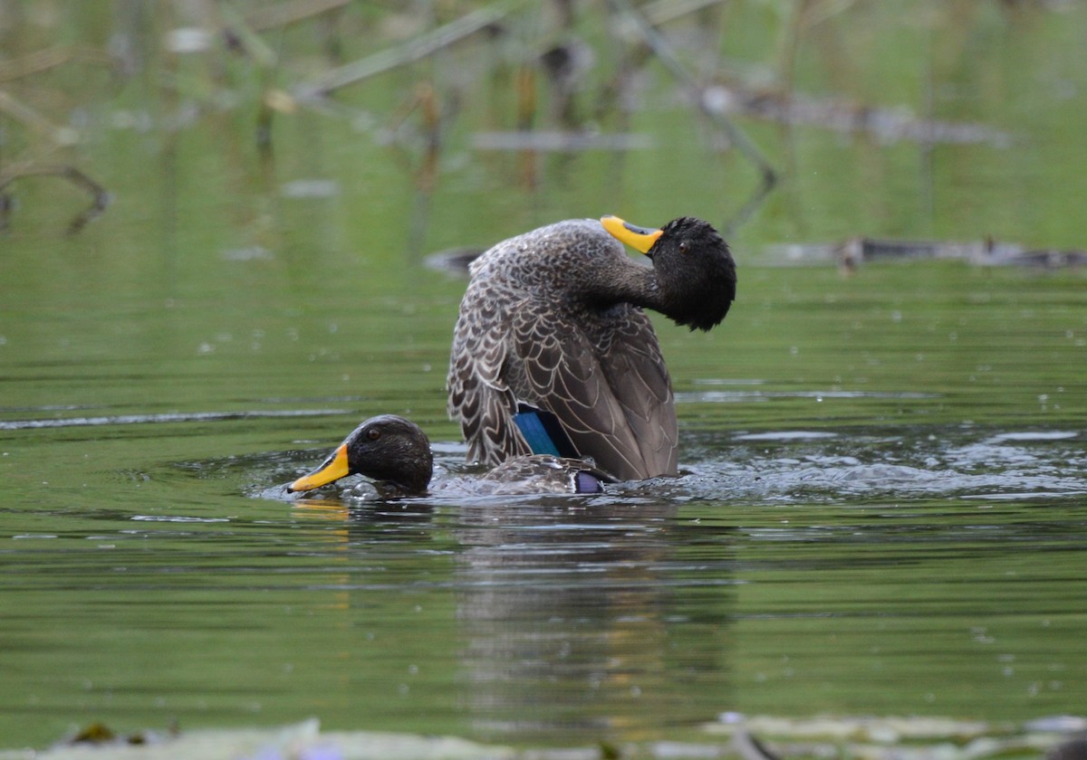 Yellow-billed Duck - ML645727820