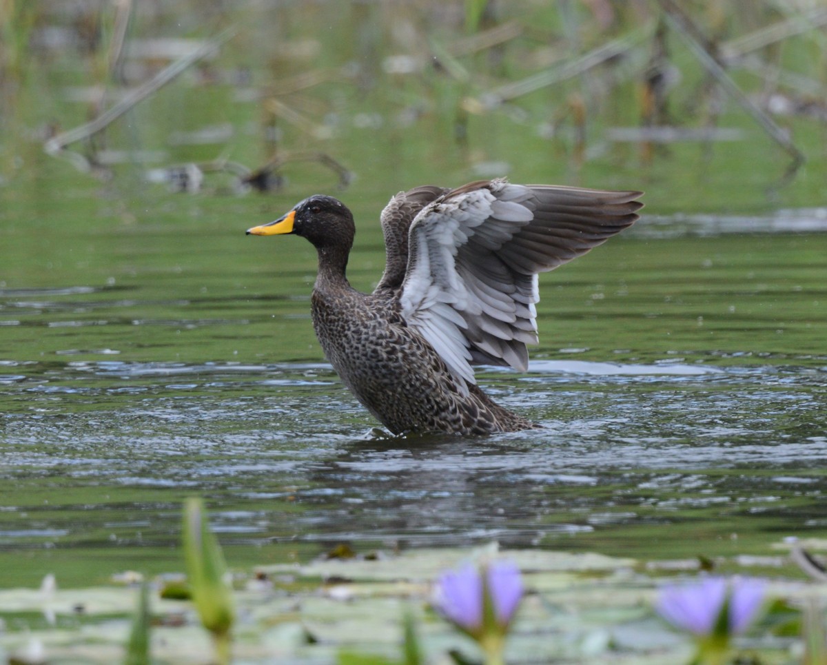 Yellow-billed Duck - ML645727822