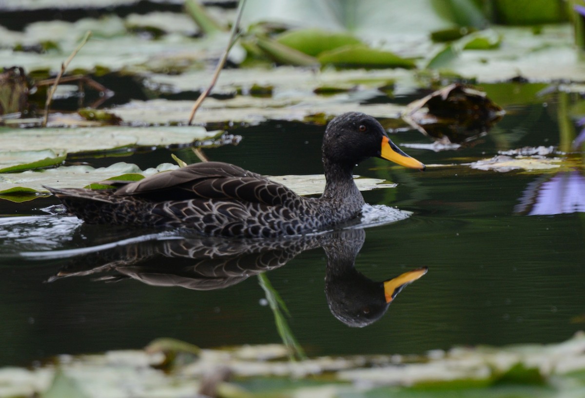 Yellow-billed Duck - ML645727823