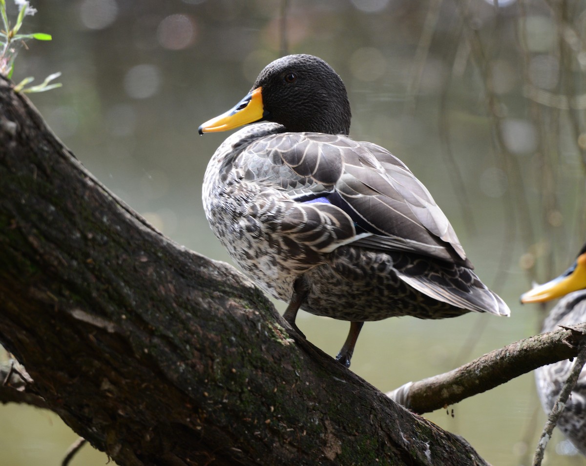 Yellow-billed Duck - ML645727826